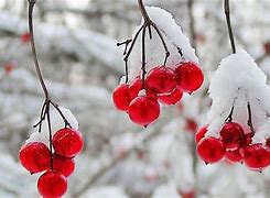 Image result for Cute Red Winter Wallpaper