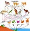 Image result for Animal Web Food Chain