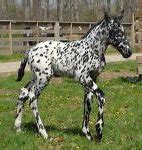 Image result for Red Roan Appaloosa Horse