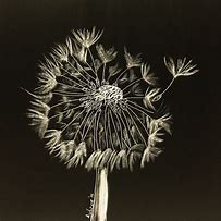 Image result for Scratchboard Art Flowers