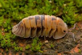 Image result for Isopod Insect