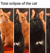 Image result for Amazing Cat Meme