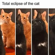 Image result for Cat Pill Meme