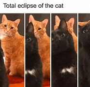 Image result for Sibling Love Cat Meme