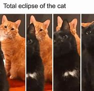 Image result for Depression Cat Meme