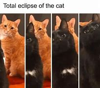 Image result for Messed Up Cat Memes