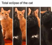 Image result for Cat Eyes Meme