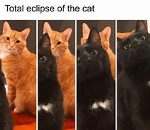 Image result for Smiling Cat Meme