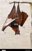 Image result for Male Bat