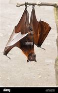 Image result for Male Bat