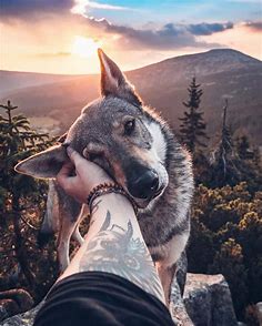 Cute Images : Czechoslovakian Wolfdog getting some pets