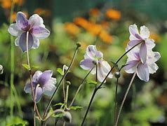 Image result for Anemone Ruffled Swan