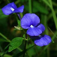Image result for Blue Flowers in Brazil