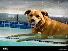 Image result for Dog Cooling in Pool