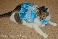 Image result for Cinderella Cat Costume