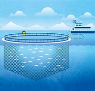 Image result for Aquakultur Grafik