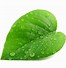 Image result for Five Leaf Logo iPhone Case