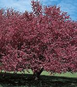Image result for Crabapple Tree Flowers