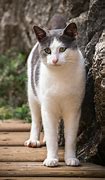 Image result for Grey and White Cat