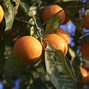 Image result for Dwarf Orange Trees California