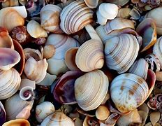 Image result for Coquillage Rainets