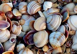 Image result for Coquillage Qui Coupe
