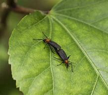 Image result for Swarming Large Flying Bugs