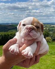 Image result for What's the Cutest Dog in the World