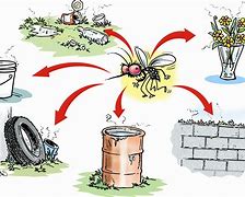 Image result for denguear