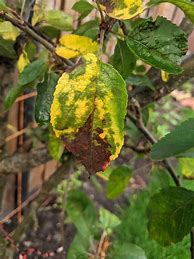 Image result for Yellowing Leaves On Apple Tree