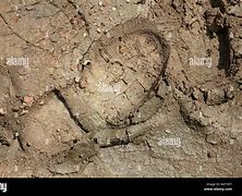 Image result for Muddy Shoe Print