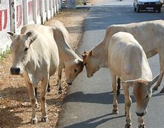 Image result for Cows of India