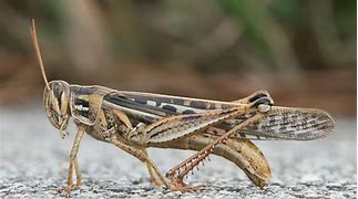 Image result for Grasshopper Animal
