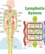Image result for Location of Lymph Nodes