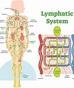 Image result for Thigh Lymph Node Location
