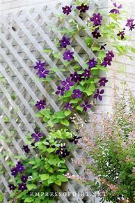 Image result for Best Trellis for Clematis