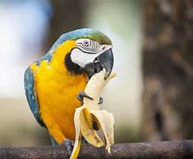 Image result for What Animals Eat Fruit