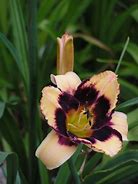 Image result for Hemerocallis Jamaican me Crazy