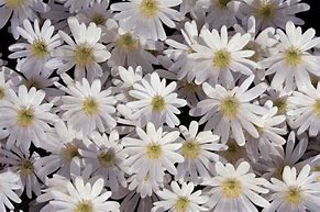 Image result for Anemone blanda White Splendour