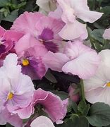 Image result for Pansy Delta Pink Shades