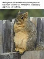 Image result for Angry Squirrel Meme