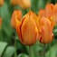 Image result for Tulipa Request