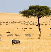 Image result for Famous Places in Kenya