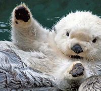 Image result for A Baby Otter