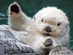 Image result for Super Cute Baby Sea Animals