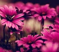 Image result for Pink Floral Wallpapers