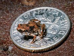 Image result for World's Smallest Frog