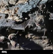Image result for Mexico Bat Swarm