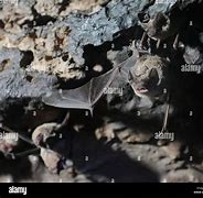 Image result for Mexico Bat Swarm