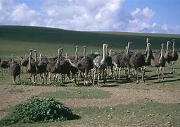 Image result for Struthio camelus
